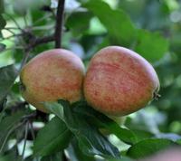 Tremletts Bitter, cideræble